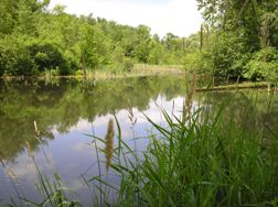 McQuesten Pond