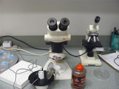 Environmental Health Lab Microscope